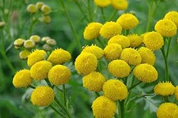 Invasive Weed Common Tansy
