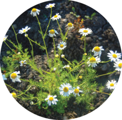 Photo of Scentless Chamomile by Patricia ONeil