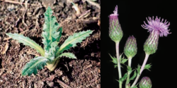 Canada Thistle