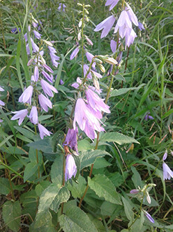 Invasive Creeping Bellflower