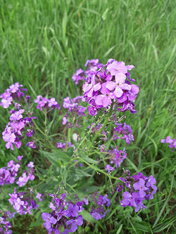 Invasive Dames' Rocket