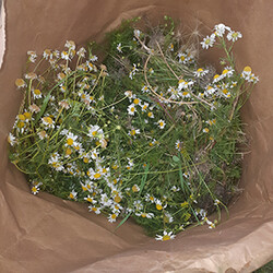 Bagged Weeds - Don't put invasive species in compost