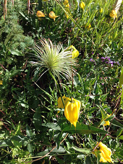 Invasive Flower Yellow Clematis