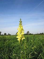 Invasive-Weed-Toadflax